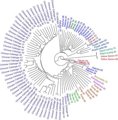 Metabolic diversity in a collection of wild and cultivated Brassica rapa subspecies